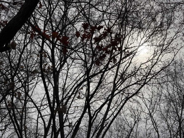 Sun Through The Trees