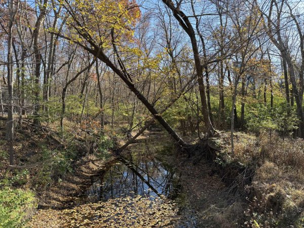 Trees Over Creek