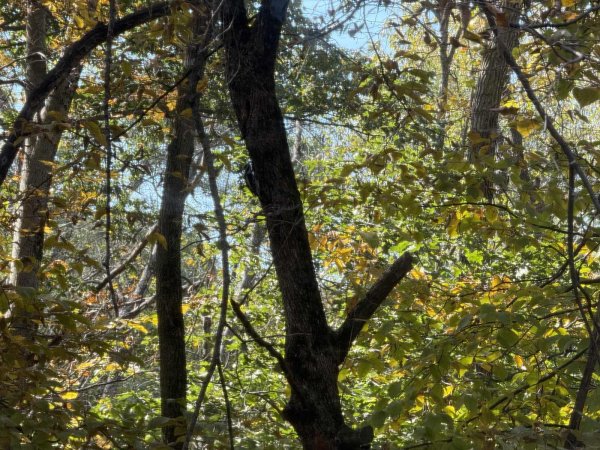 Leaves and Woods