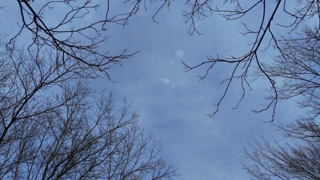 The blue sky seen through the treetops. The are branches without leaves and blue sky and clouds.