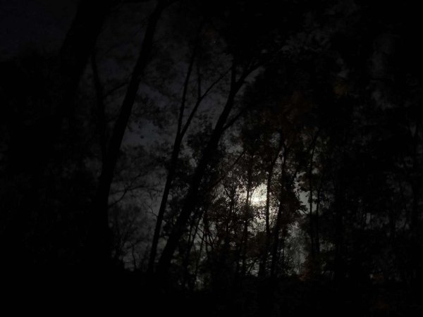 Moon Through The Trees