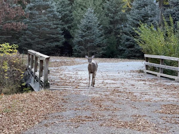 Deer on Bridge